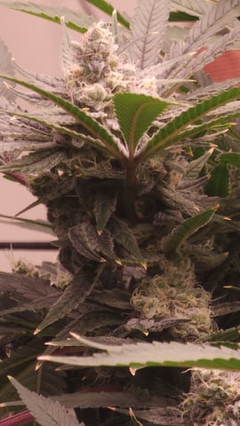 3rd run, 8 plant mom hunt - indoor top fed DTW with rockwool — flower, day 150