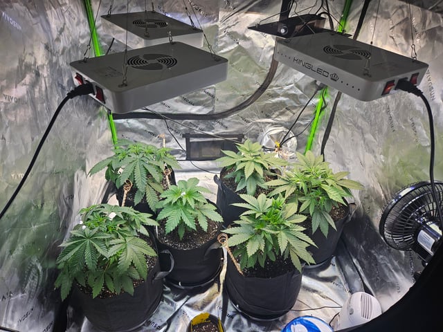 1st Grow — vegetative, day 7