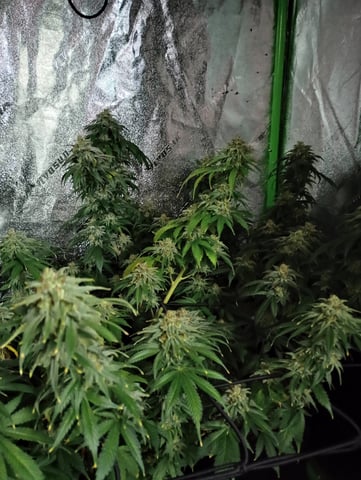 All Aboard!!! — harvest, day 130