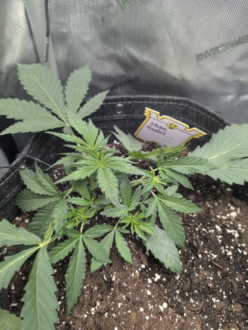 memphisto 3 bears OG, ethos high note r1 — vegetative, day 22