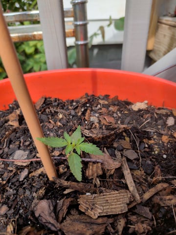 2026 — seedling_rooting, day 16