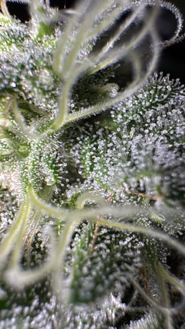 OG Kush — flower, day 119