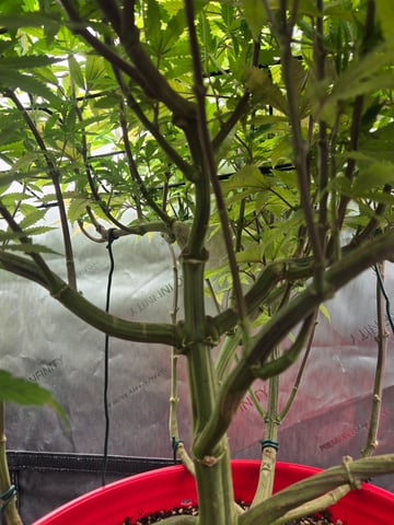 First Grow — vegetative, day 57