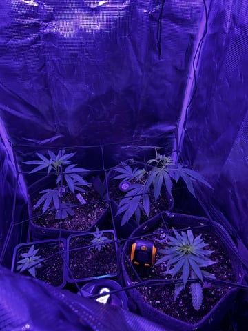 clones — vegetative, day 20