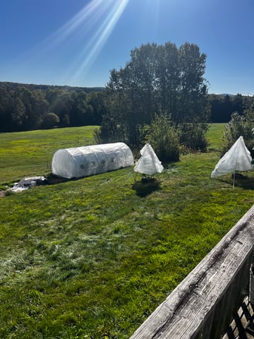outdoor grow  — flower, day 44