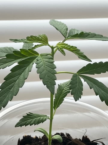 PeanutButter Cookies — vegetative, day 23