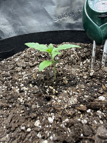 Gorilla Cookies 2nd Try — seedling_rooting, day 18