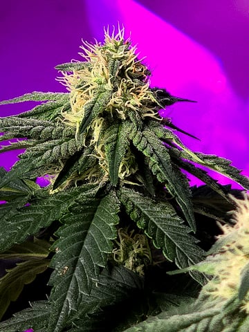 Fast Buds - Purp Lemonade — flower, day 43