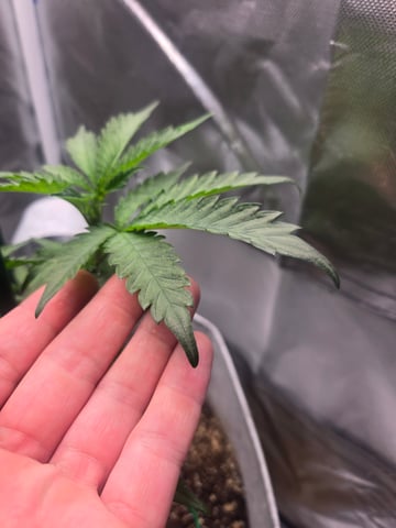 Looking for advice! — vegetative, day 27