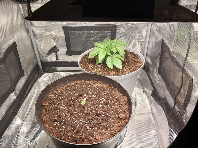 Gorilla Sherbert Feminized From Blimburn Seeds 