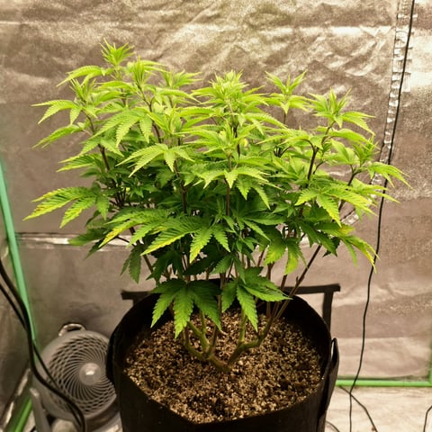Blackberry Kush — vegetative, day 64