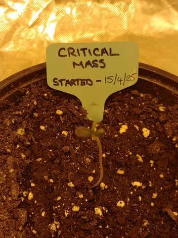 mr — seedling_rooting, day 5