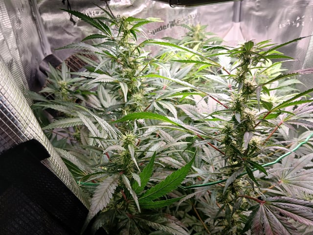 9lbhammer feminized  — flower, day 65