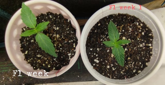 F1 apollo — vegetative, day 1
