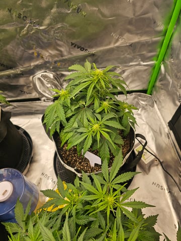first grow — flower, day 32