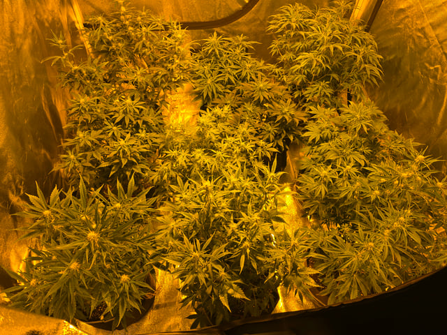 2nd Autoflower Indoor Grow — flower, day 50