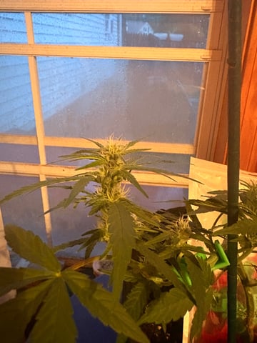 Northern Lights & Quick One  — vegetative, day 10