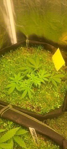 First Grow with the new setup  — vegetative, day 34