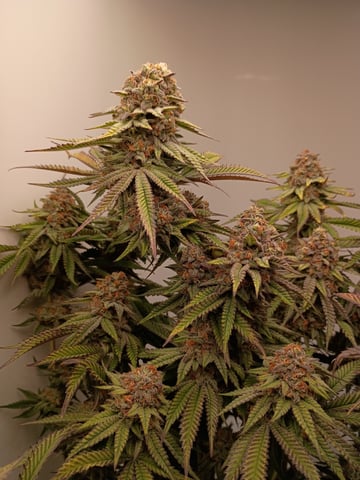 Lokie OG x Permanent Marker — flower, day 113