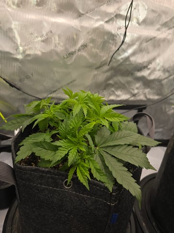 Purple Haze  — vegetative, day 22