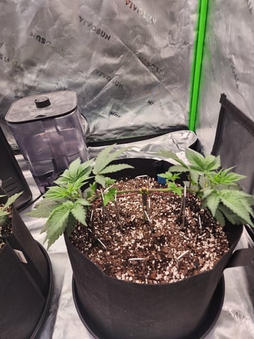 trap n pink — vegetative, day 33