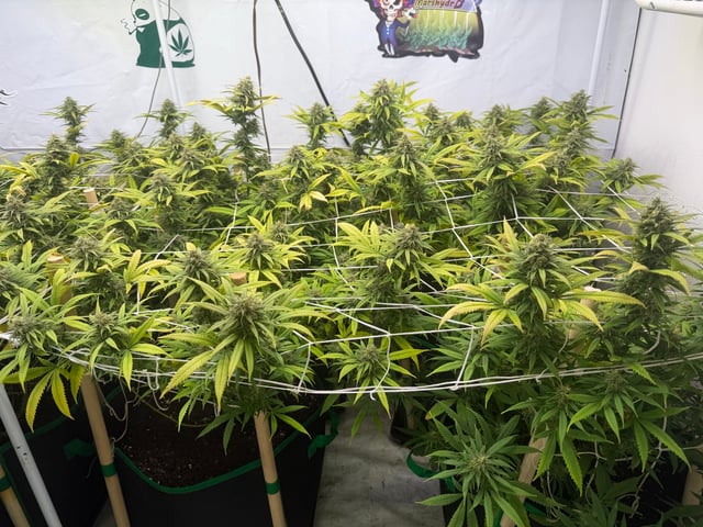 Indoor Grow  — flower, day 187