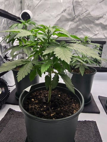 Homegrown - 🍒 🥧 & GSC Auto, 🚀 Seeds 🍌 Buttercups  — flower, day 29