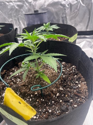 best budz — vegetative, day 1