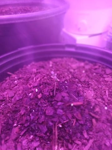 Queen Royal Autoflower  — seedling_rooting, day 4