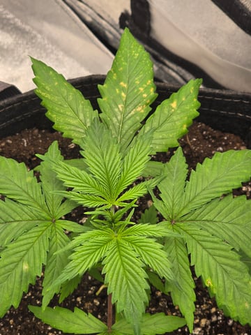 First grow — seedling_rooting, day 23