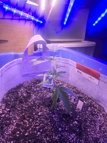 Looking for advice! — vegetative, day 3