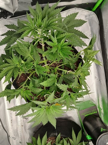 fruity pebbles, cap junky — vegetative, day 45