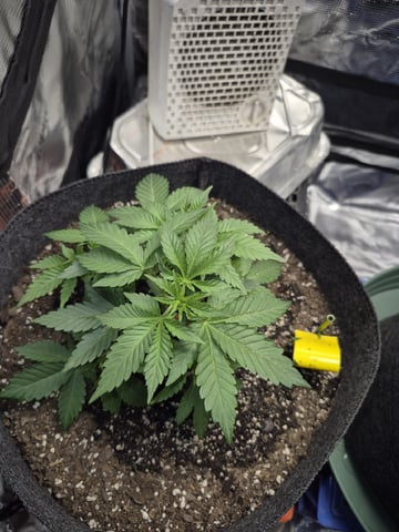 Grow 1 2026 Dream Widow — vegetative, day 36