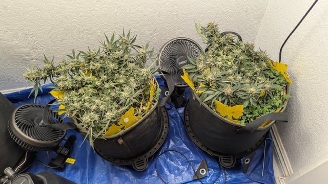 Double Smile And (Alien Vs Triangle X Strawberry Nuggets)