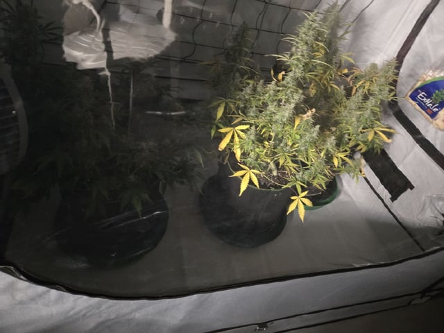 GDP auto 3X5 tent