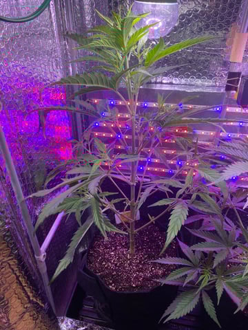 widows’ mimosa f1 — flower, day 45