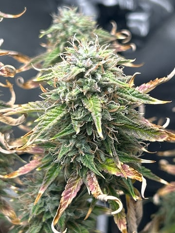 two clones and sour diesel  — flower, day 46