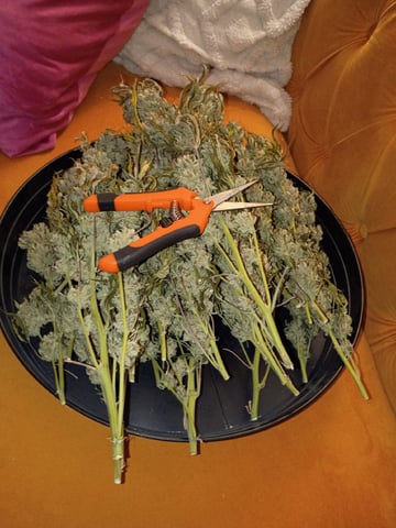 FastBuds Photo-Lemon Mandarin  — harvest, day 152
