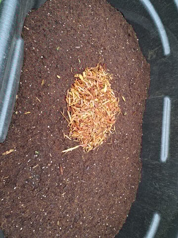 Bucket List Grow #1 — germination, day 3