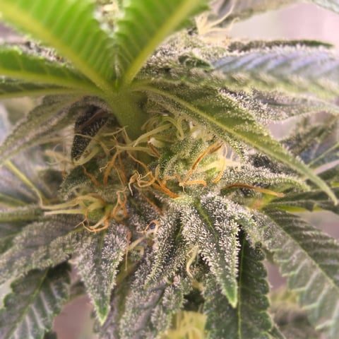1st indoor grow 8 smaller plan t s — flower, day 63