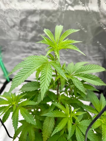 Bluntz Grow — grow_setup, day 2