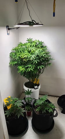 1st grow Dr. Nefario — vegetative, day 74