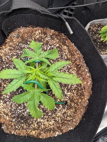 Grow #1 2025 — vegetative, day 49