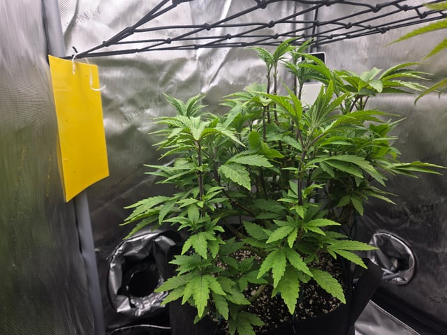 First Grow — vegetative, day 27