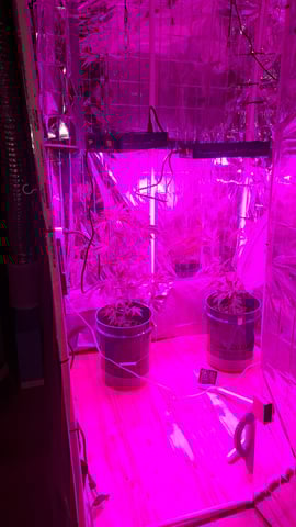 b1. — vegetative, day 77