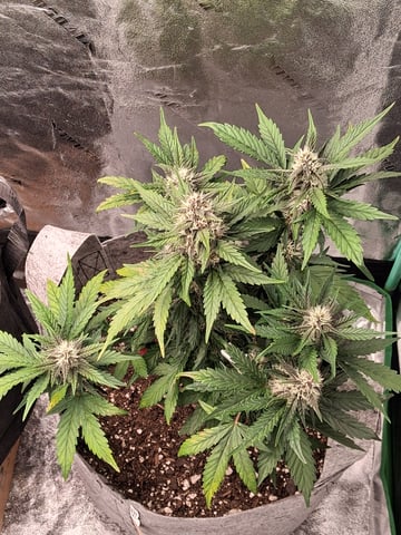 Lemon Cherry Cookies, Purple Haze and Strawberry Gorilla Grows — flower, day 5