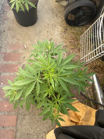 3masketeers — vegetative, day 41