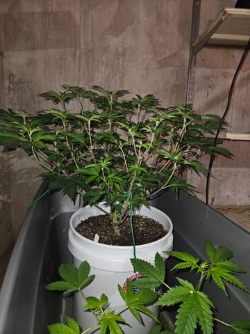 gary poppins — flower, day 77