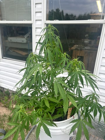 First ever grow — flower, day 62