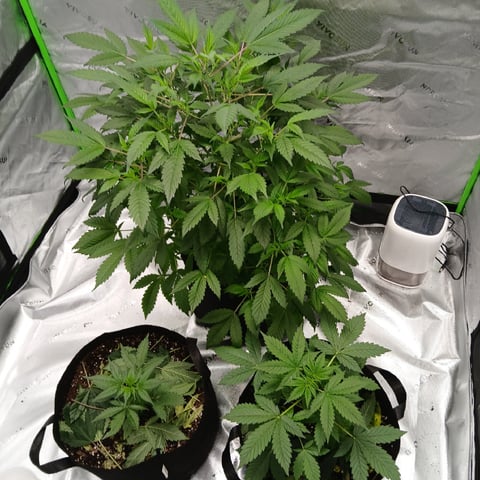 run #3 — vegetative, day 147